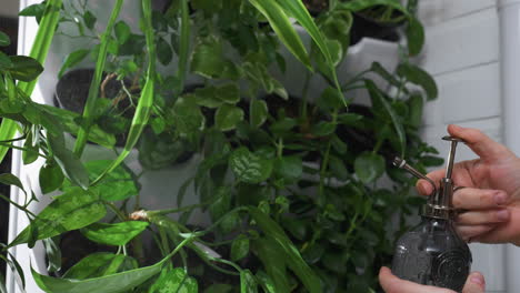 close up view of eco conscious woman hands gently squeezing ornate glass spray bottle to mist lush green leaves on indoor vertical planter wall under soft diffused light for plant hydration care