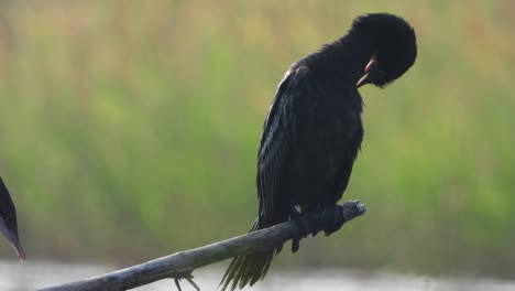 cormorant chilling on pond ..