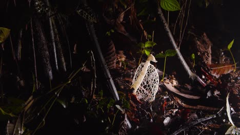 a striking phallus indusiatus fungus reveals its lacy structure on the humid forest floor of peru’s amazon.