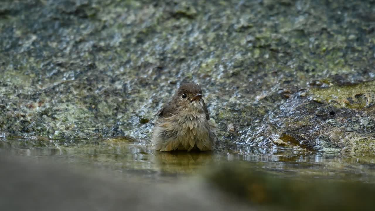 Red-throated Flycatcher, Ficedula albicilla, Thailand