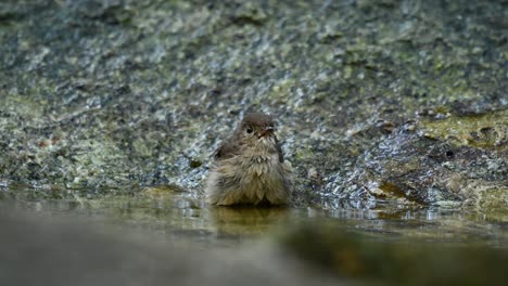 red-throated flycatcher, ficedula albicilla, thailand