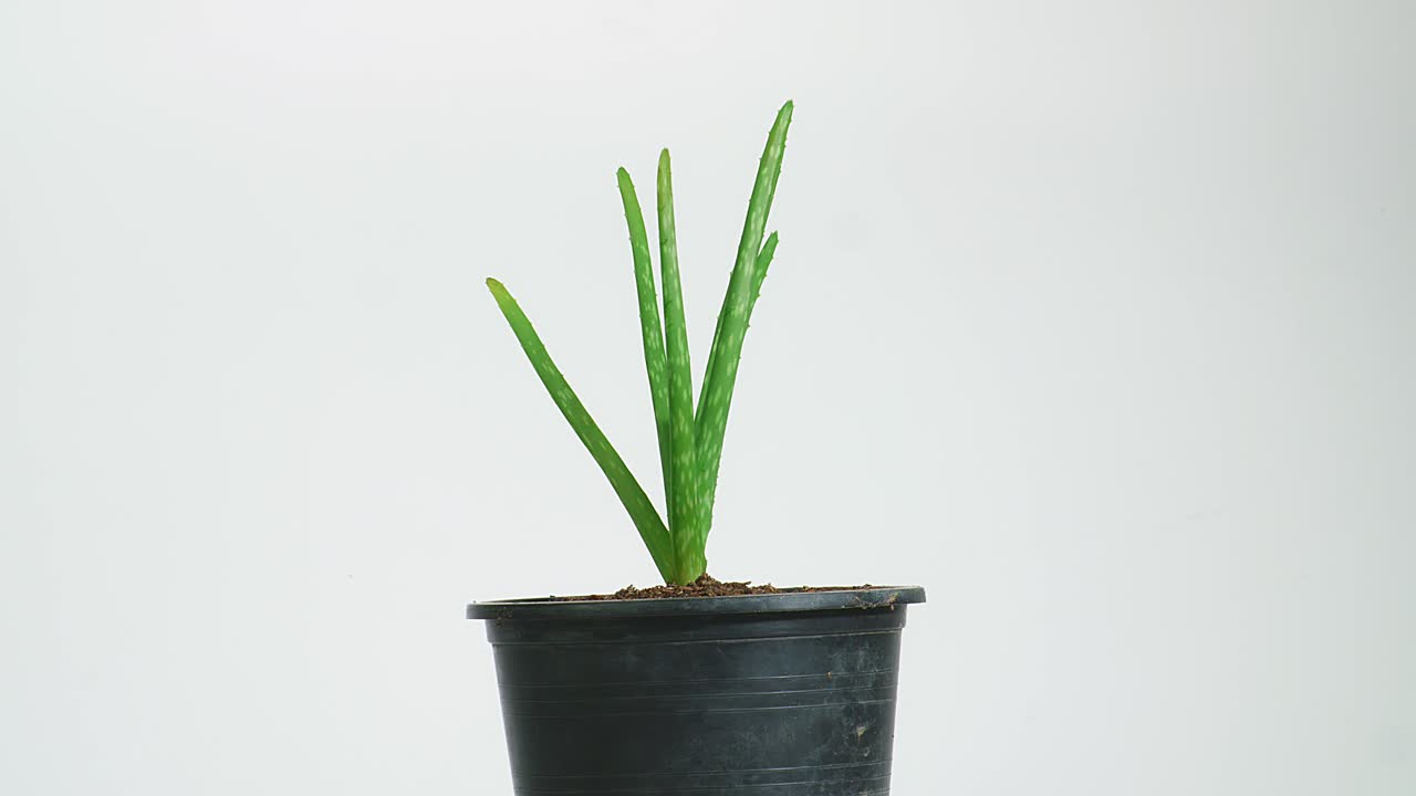 la planta de aloe vera en una olla está girando sobre un fondo blanco. primer plano de hojas de plantas suculentas, planta medicinal utilizada en cosmetología