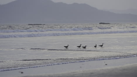 tracking shot of a group of whimbrels wading in the ocean at canas island