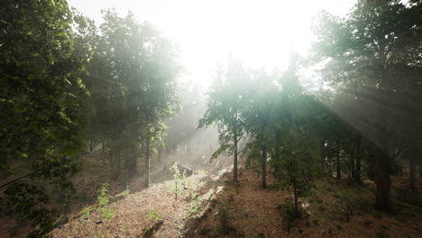 Mystical-wood-in-the-foggy-morning