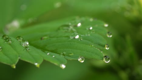 Hoja-Con-Borde-De-Diente-De-Sierra-De-Una-Planta-De-Fresa-Adornada-Con-Gotas-De-Rocío