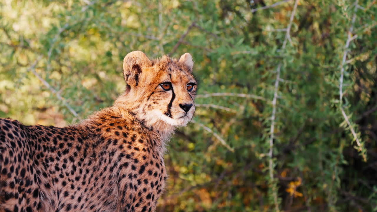 el guepardo en la naturaleza