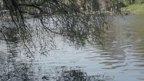 trees overhanging countryside park lake