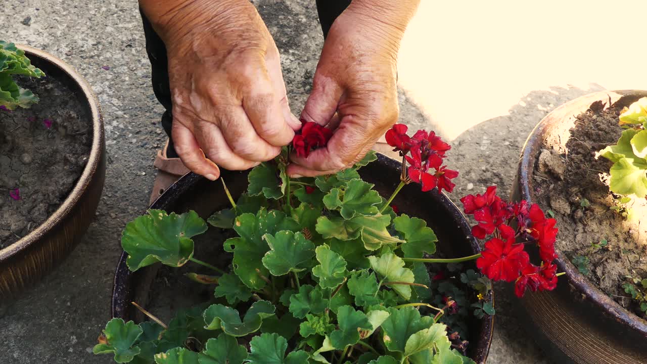 Woman with vitiligo on her hands working in the garden on flowers