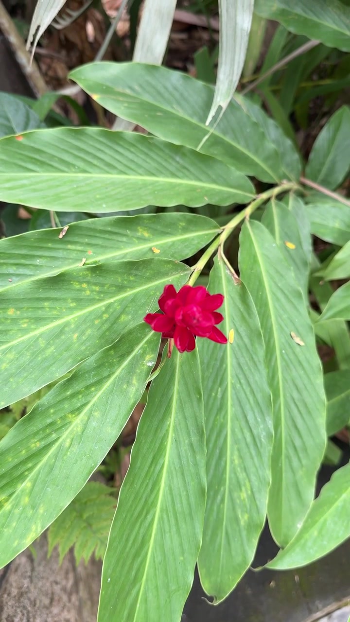 Primo piano di un vivace fiore di zenzero rosso in un giardino tropicale