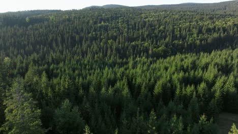 lush green evergreen forest under gentle sunlight in a serene natural landscape, aerial view