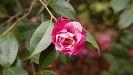 a vibrant camellia in full bloom with soft petals and rich details. captured in 4k slow motion, this shot showcases the elegance of nature and botanical beauty.