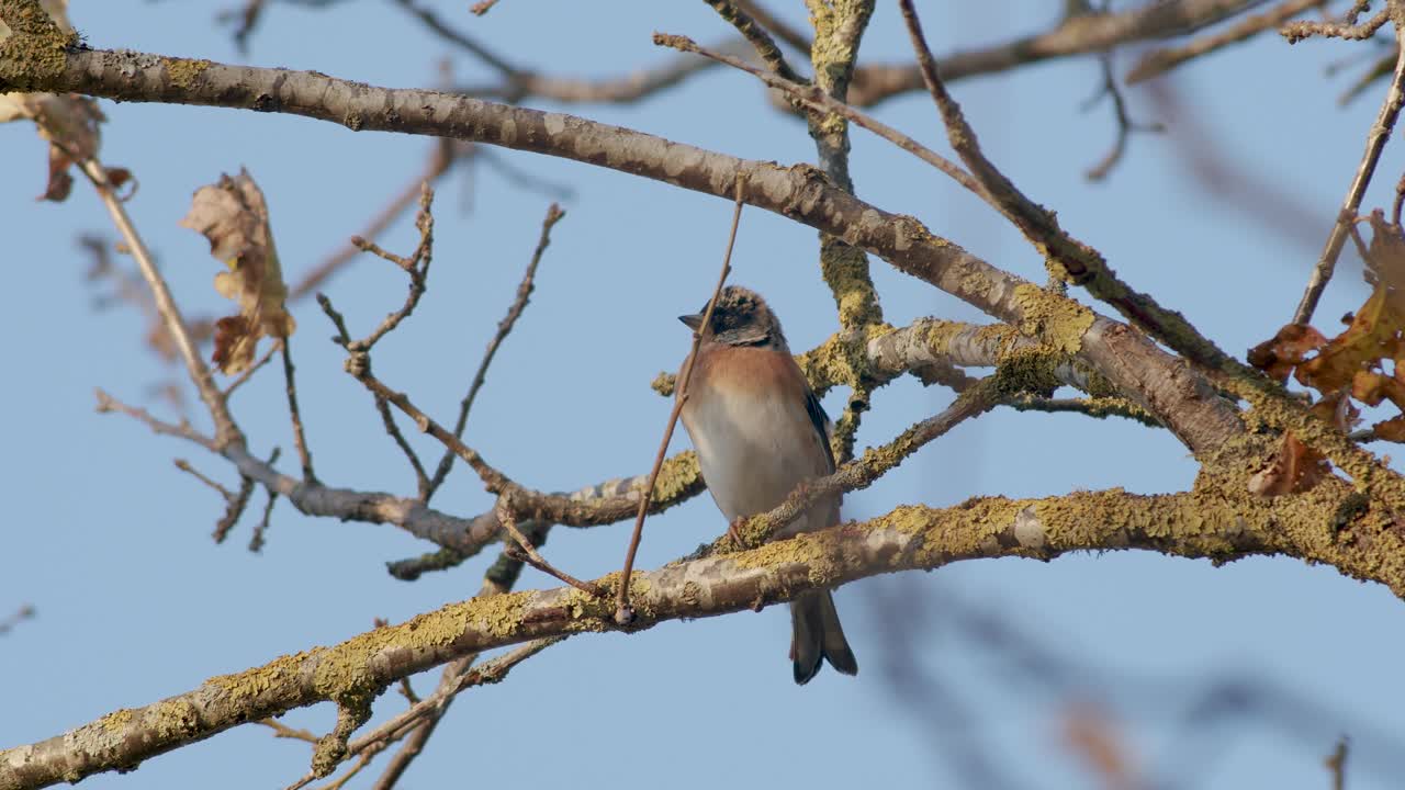 el pájaro brambling en la migración de otoño sentado en el fondo azul de alimentación de árboles