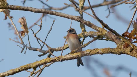 The-brambling-bird-in-autumn-migration-sitting-on-tree-feeding-blue-background