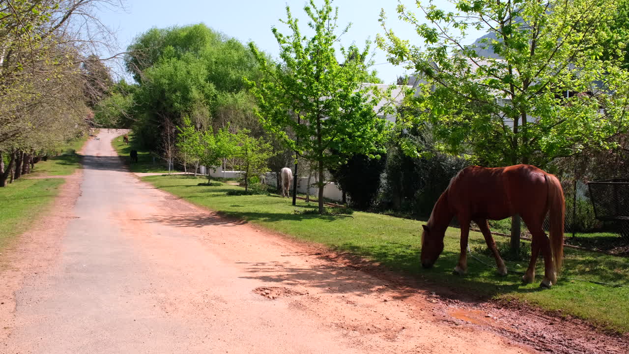 Greyton free-roaming horses grazing on roadside of historic small town
