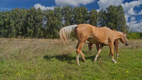 un hermoso caballo está comiendo hierba.