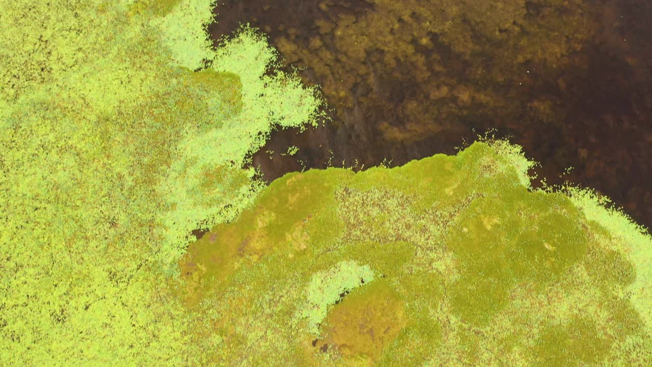 pantanos y lagos de sri lanka.