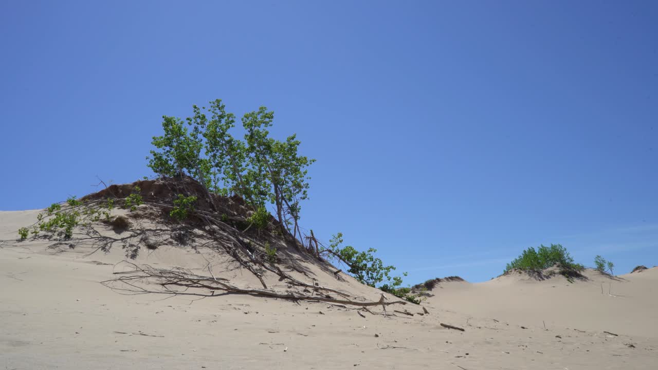 Bomen bovenop een duin, waaiend in de wind