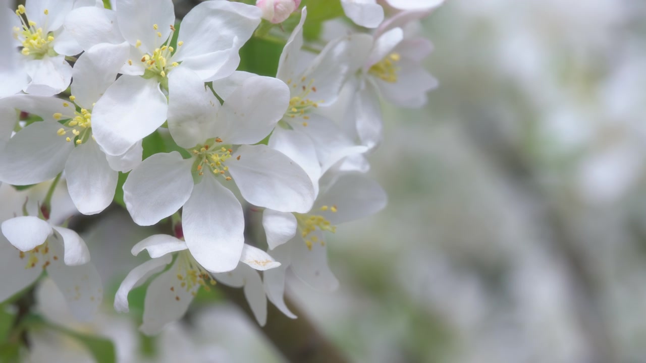 Close-up de pétalas de flores brancas em uma macieira na primavera.