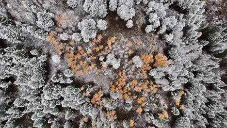 Bird's-Eye-View-Of-A-Snow-Covered-Tree-Forest-Near-Sun-Valley,-Idaho,-USA