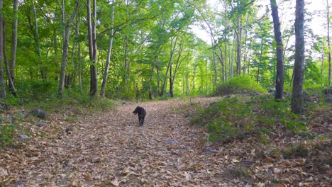 the dog walks outdoors.