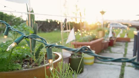 planta de lavanda ao vento