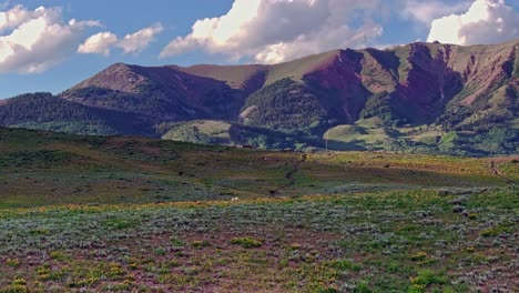 aerial over green hills and meadows near the crested butte mountain with wild horses in foreground, colorado, usa