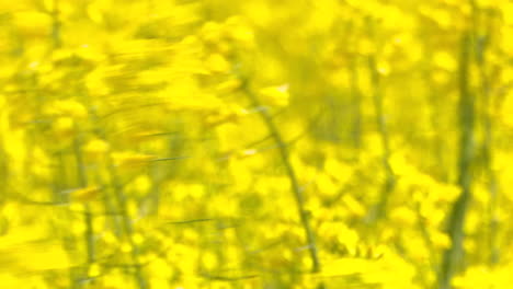 campo de colza amarillo