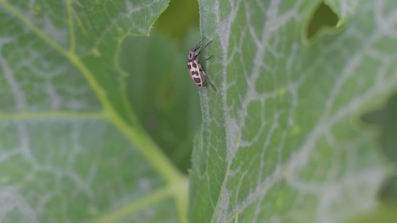 primer plano de un insecto astylus atromaculatus en una planta de calabacín