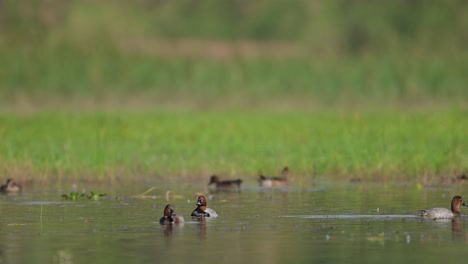 pato nadador. pochard común. en el humedal
