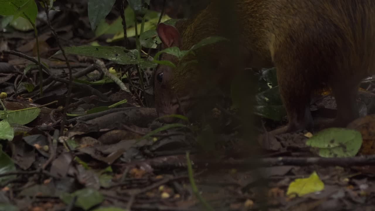 Agouti in cerca di un seme di noce brasiliana