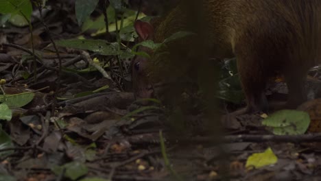 Agutí-En-Busca-De-Semillas-De-Nueces-De-Brasil