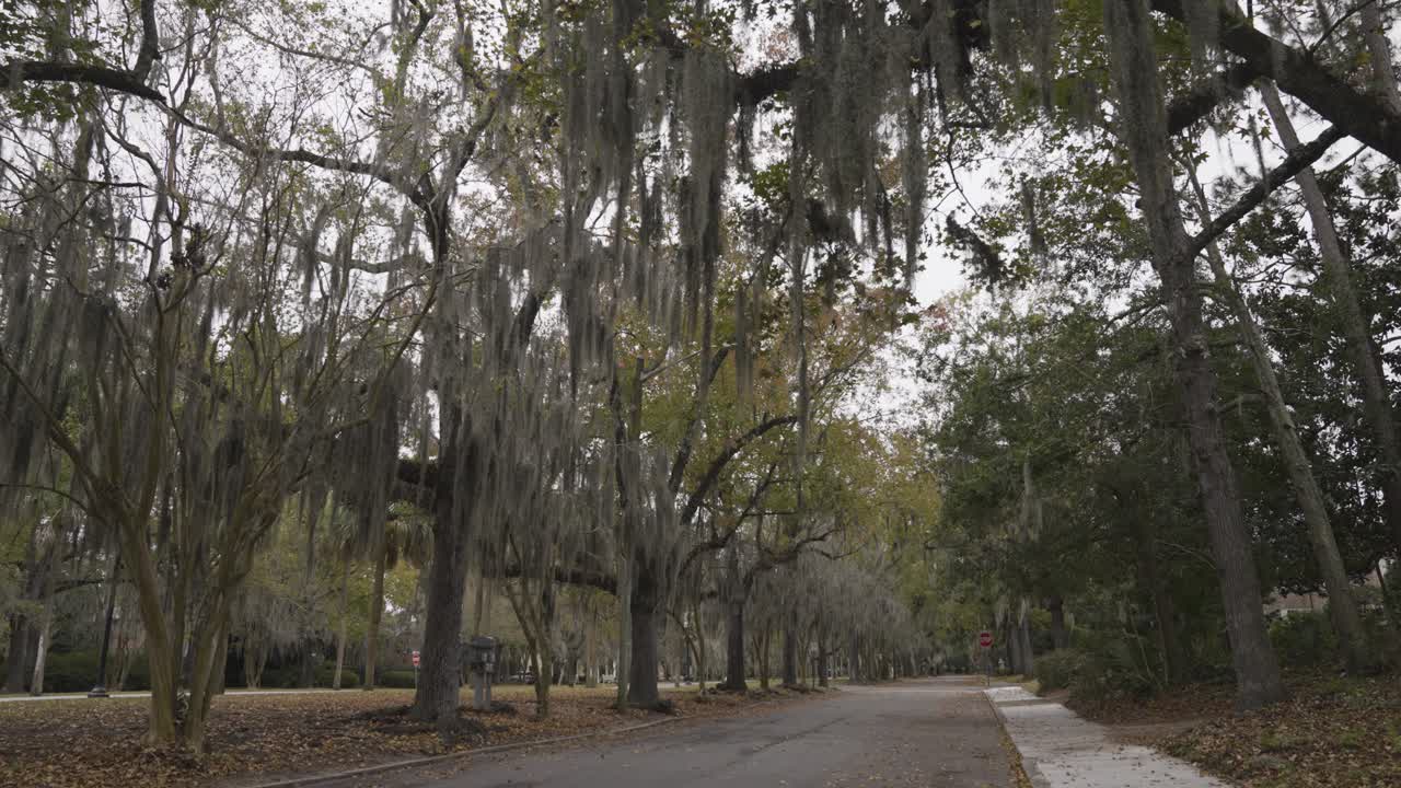 la calle savannah georgia con palmeras y musgo español con hojas en la carretera