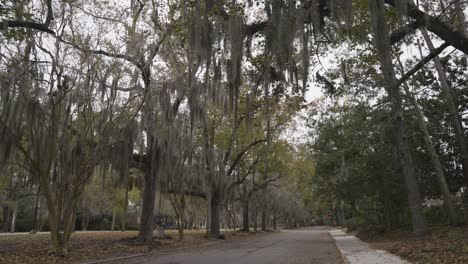 Savannah-Georgia-Street-Mit-Palmen-Und-Spanischem-Moos-Mit-Blättern-Auf-Der-Straße