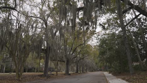 Savannah Georgia street with palm trees and spanish moss with leaves on road