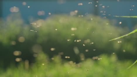 flies in flight over grass