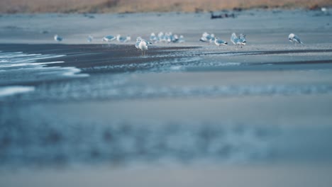 seagulls on the ersfjord beach