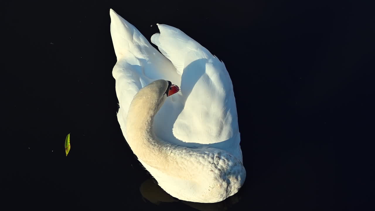 A beautiful swan swims serenely on still water, showcasing its white feathers under soft morning light. The tranquil atmosphere highlights nature's elegance