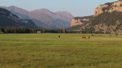 wide open field in sunlight basin, wyoming with grazing horses and distant mountain views