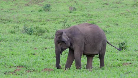 Los-Elefantes-Asiáticos-Son-Especies-En-Peligro-De-Extinción-Y-También-Son-Residentes-De-Tailandia