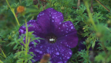 close up of purple flower covered in raindrops