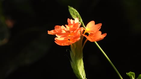 las flores son hermosas, el viento es naranja.