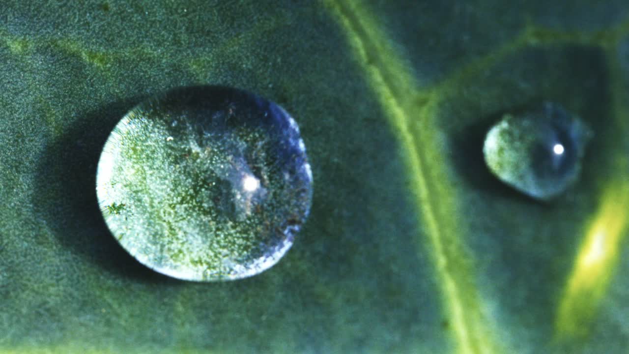 나뭇잎에 물방울