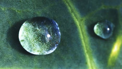 gotas de agua en una hoja