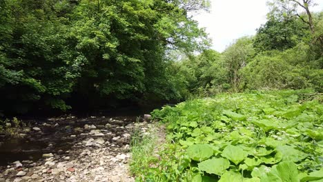 woodland river scene filmed in the derbishire peak district drone footage paning from right to left