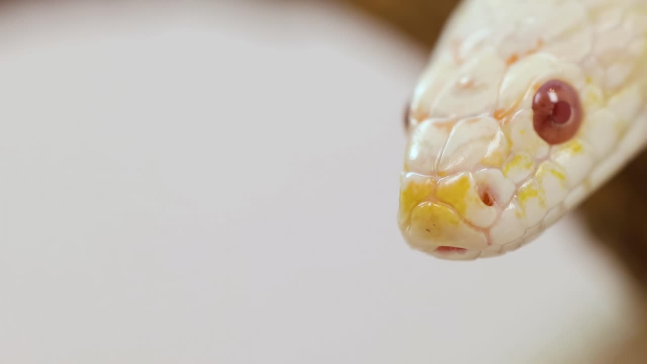 Detailed view of a snake's head with red eyes and tongue flicking in a neutral setting.