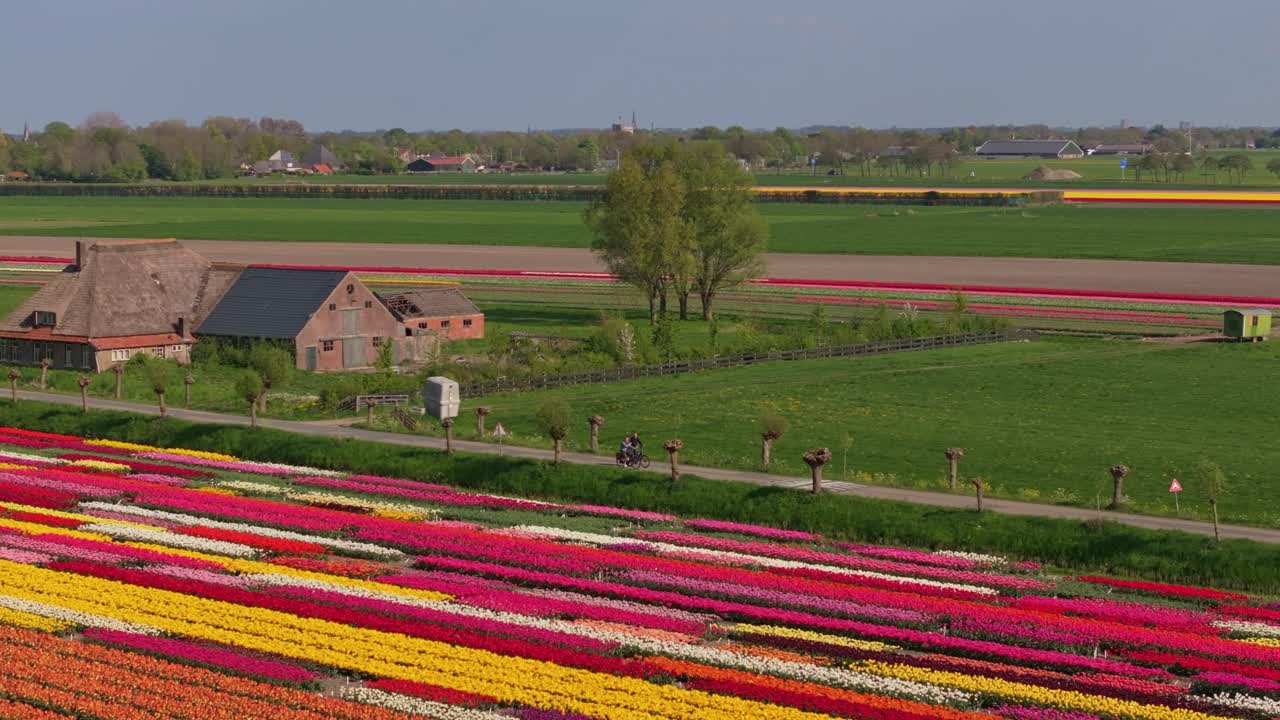Vista aerea di ciclisti che passano accanto a tulipani in fiore nella campagna olandese