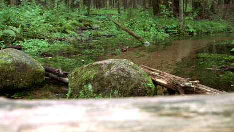 forest stream flowing among green thickets and moss-covered stones. calm nature