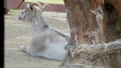 lazy goat sits