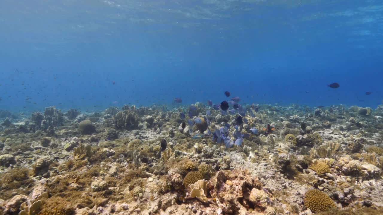 estilo fpv: paisaje marino con varios peces, corales y esponjas en el arrecife de coral del mar caribe, curacao