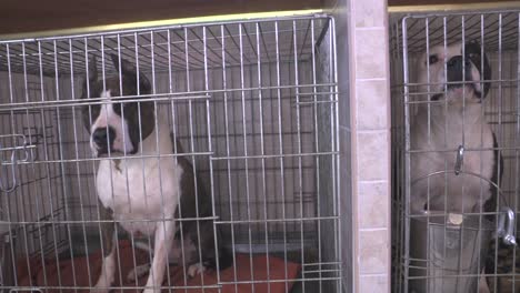 purebred cane corso dogs inside metal cages